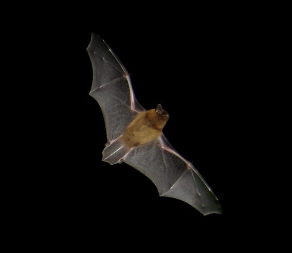 Pipistrellus_flight2Barracuda1983.jpg