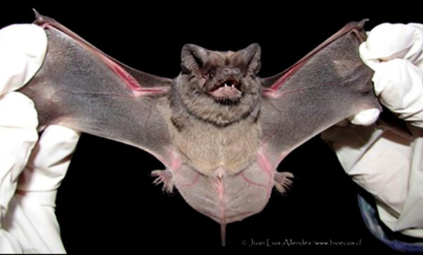 Tadarida-brasiliensis-01.jpg